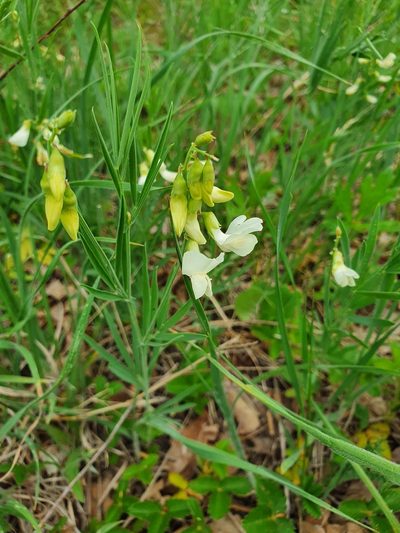 Lathyrus pallescens, photographed by Анна Митрошенкова