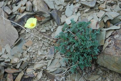 Oreomecon mcconnellii, photographed by Syd Cannings