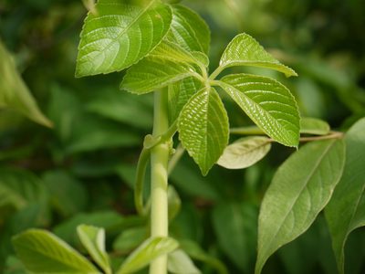 Cyphostemma auriculatum, photographed by Dinesh Valke