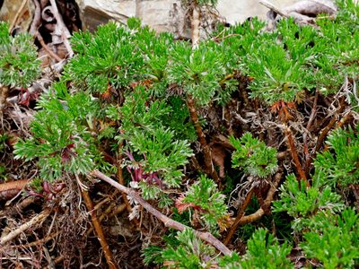 Artemisia morrisonensis, photographed by Jacy Chen
