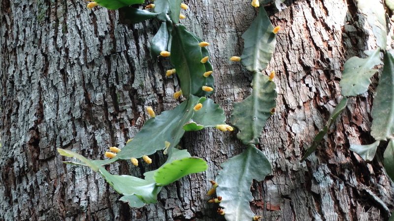 Rhipsalis elliptica, photographed by Bruno Henrique Aranda