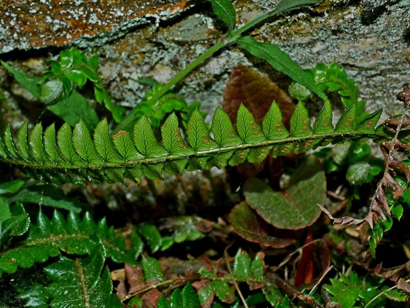 Polystichum levingei, photographed by Jacy Chen