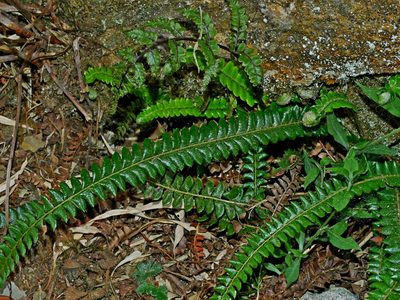 Polystichum levingei, photographed by Jacy Chen