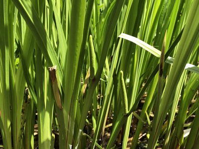 Acorus calamus, photographed by Jason Grant