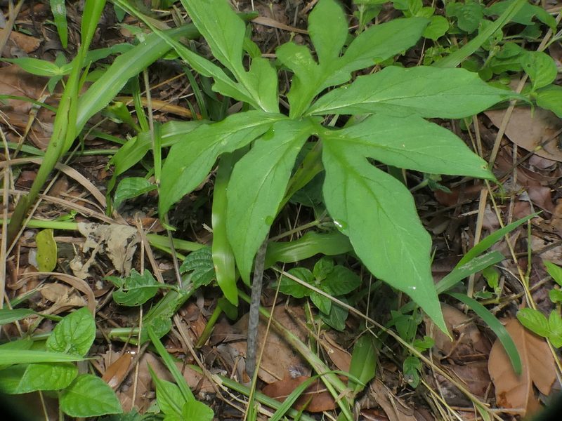 Taccarum ulei, photographed by Helio Lourencini