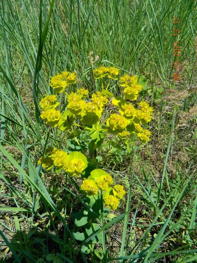 Euphorbia agraria, photographed by Galyna Mykytynets