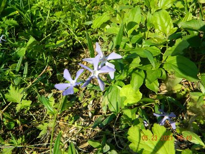Vinca herbacea, photographed by Galyna Mykytynets