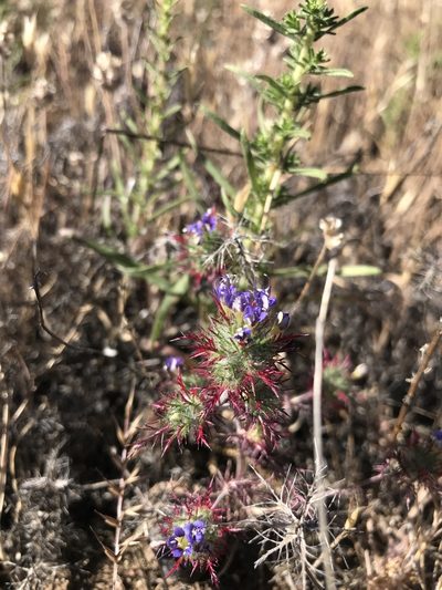 Navarretia jepsonii, photographed by Andrea Loya Castillo