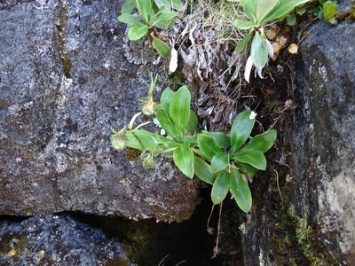 Celmisia holosericea, photographed by Grzegorz Grzejszczak