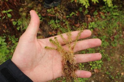 Sphagnum quinquefarium, photographed by thomas_oswald