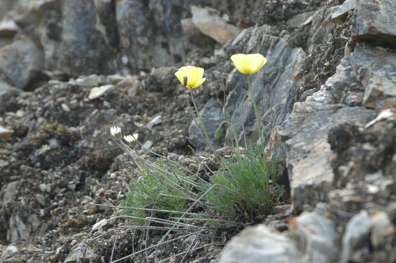 Oreomecon mcconnellii, photographed by Syd Cannings