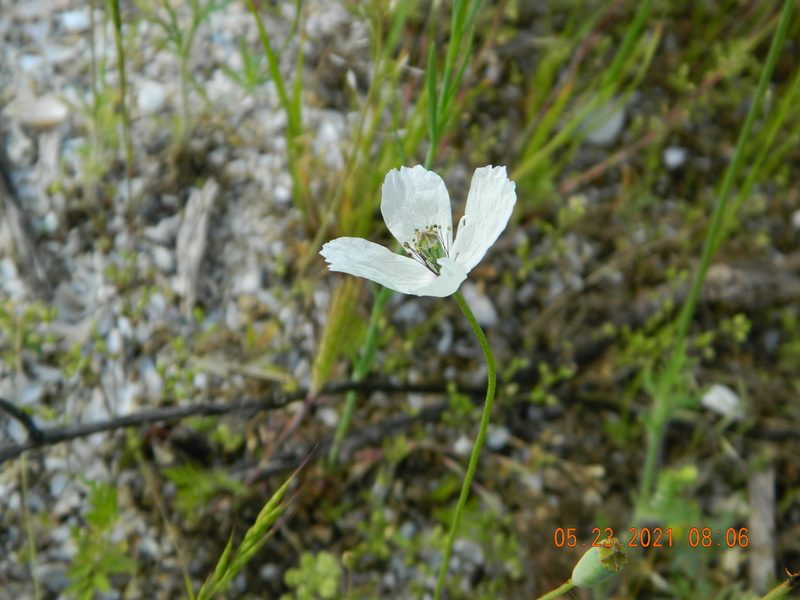 Papaver albiflorum, photographed by Galyna Mykytynets