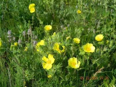 Potentilla astracanica, photographed by Galyna Mykytynets