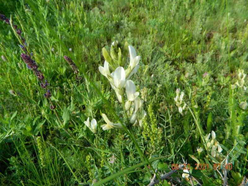 Astragalus pallescens, photographed by Galyna Mykytynets
