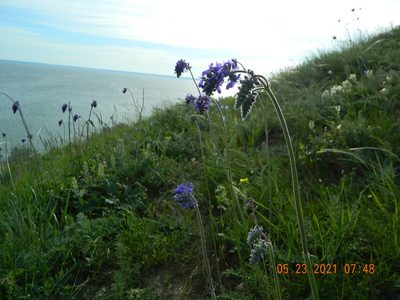 Salvia nutans, photographed by Galyna Mykytynets