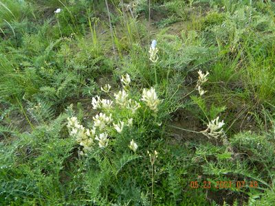Astragalus pallescens, photographed by Galyna Mykytynets