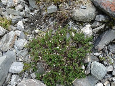 Veronica colostylis, photographed by Grzegorz Grzejszczak