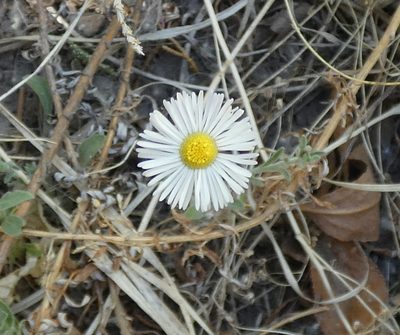 Erigeron divergens, photographed by Cole Wolf