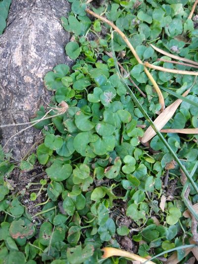 Dichondra microcalyx, photographed by Pablo