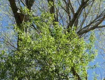 Populus angustifolia, photographed by Cole Wolf