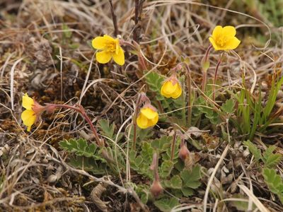 Coluria geoides, photographed by Andrew Bazdyrev
