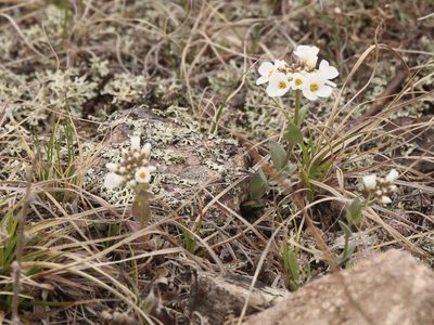 Noccaea thlaspidioides, photographed by Andrew Bazdyrev