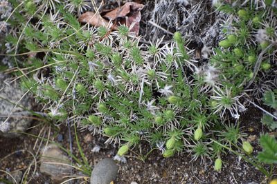 Nestotus macleanii, photographed by Syd Cannings