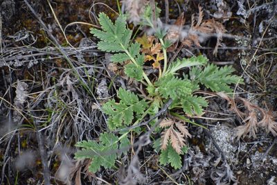 Potentilla pensylvanica, photographed by Syd Cannings