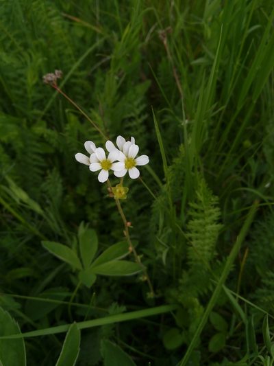 Saxifraga bulbifera, photographed by timharris