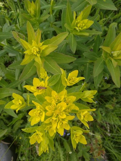 Euphorbia illirica, photographed by timharris