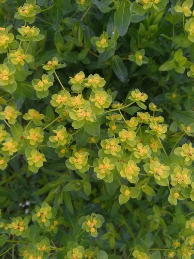 Euphorbia illirica, photographed by timharris