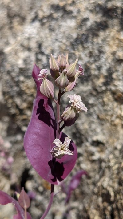 Streptanthus farnsworthianus, photographed by My-Lan Le