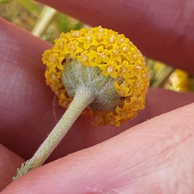 Santolina africana, photographed by Mehdi Chetibi