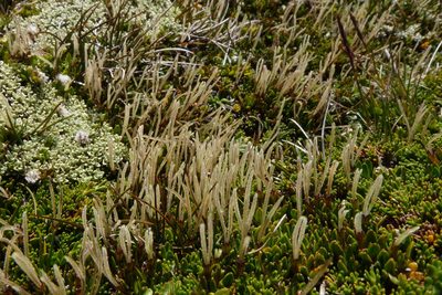Coprosma niphophila, photographed by John Barkla