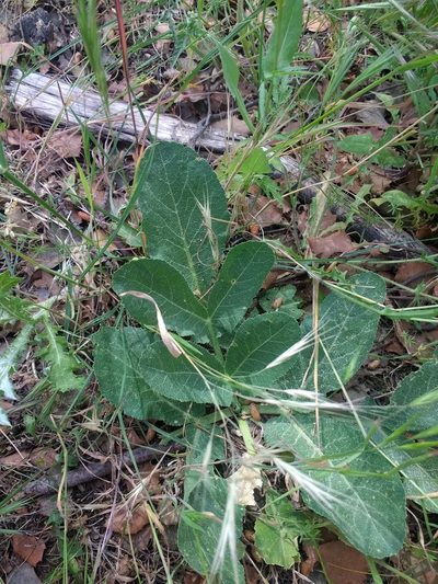 Magydaris panacifolia, photographed by ARBA Tres Cantos