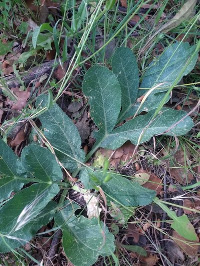 Magydaris panacifolia, photographed by ARBA Tres Cantos