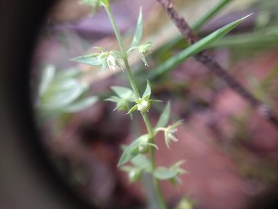Lysimachia linum-stellatum, photographed by ARBA Tres Cantos