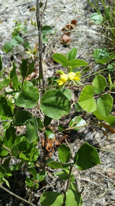 Rhynchosia cinerea, photographed by Jay Horn