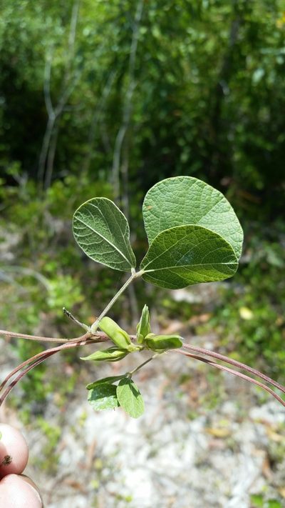 Rhynchosia cinerea, photographed by Jay Horn