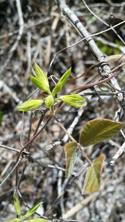 Rhynchosia cinerea, photographed by Jay Horn