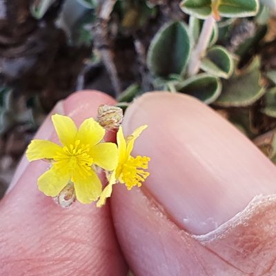 Helianthemum rotundifolium, photographed by Mehdi Chetibi