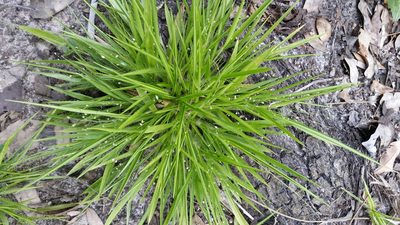 Dichanthelium laxiflorum, photographed by Jay Horn