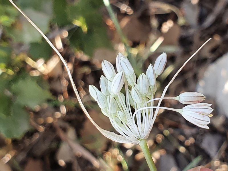 Allium antiatlanticum, photographed by Mehdi Chetibi