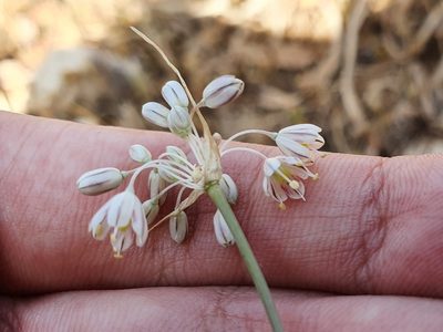 Allium antiatlanticum, photographed by Mehdi Chetibi