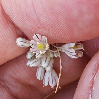 Allium antiatlanticum, photographed by Mehdi Chetibi