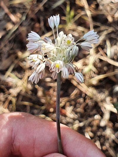 Allium antiatlanticum, photographed by Mehdi Chetibi