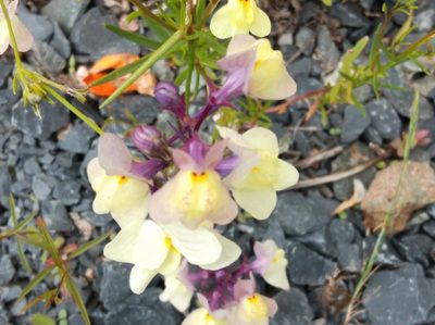 Linaria maroccana, photographed by Ben Costamagna