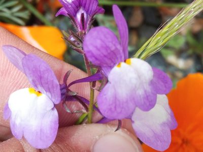 Linaria maroccana, photographed by Ben Costamagna