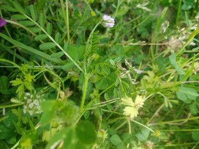 Biserrula pelecinus, photographed by ARBA Tres Cantos