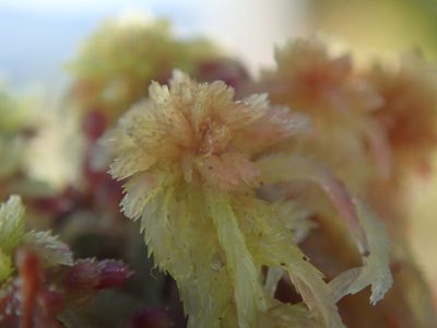 Sphagnum capillifolium, photographed by Randal